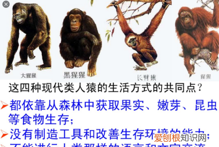 人是食腐动物，人类算不算食腐生物呢