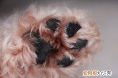 喜欢闻自家狗狗的脚 千万别再闻狗狗的脚了！
