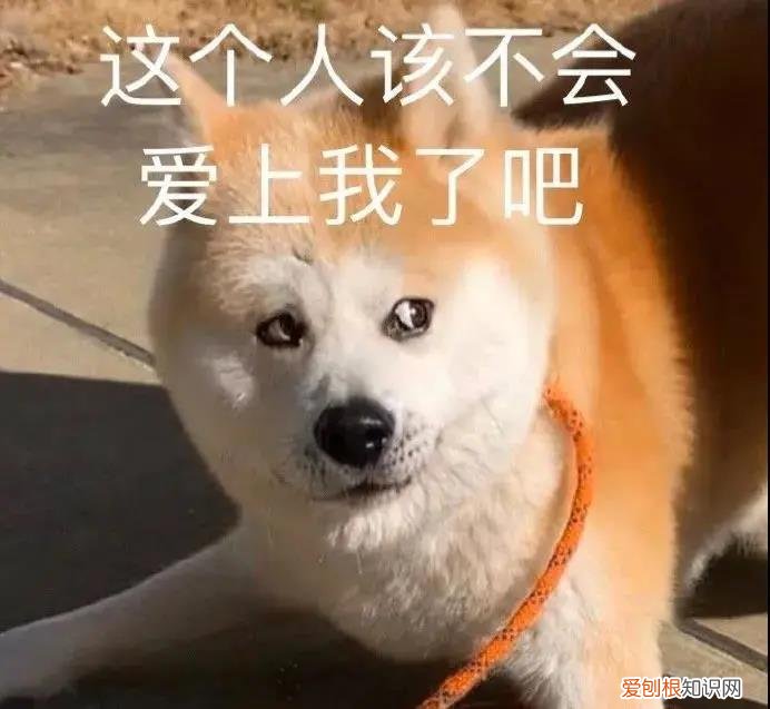 喜欢闻自家狗狗的脚 千万别再闻狗狗的脚了！