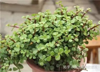 养花知识大全与小技巧,爱养花的人们注意了,必备养花知识大全在这里!
