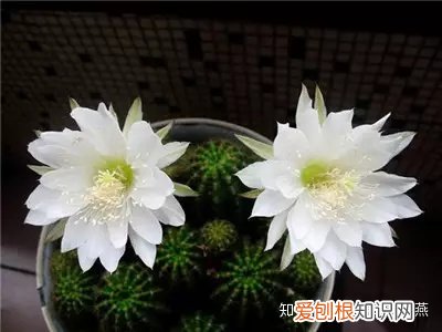 养花知识大全与小技巧,爱养花的人们注意了,必备养花知识大全在这里!