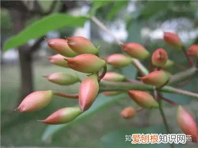养花知识大全与小技巧,爱养花的人们注意了,必备养花知识大全在这里!