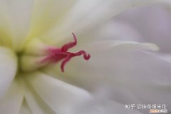 20 花卉应该要施什么肥料好，【养花必看】园艺小知识——微量元素肥