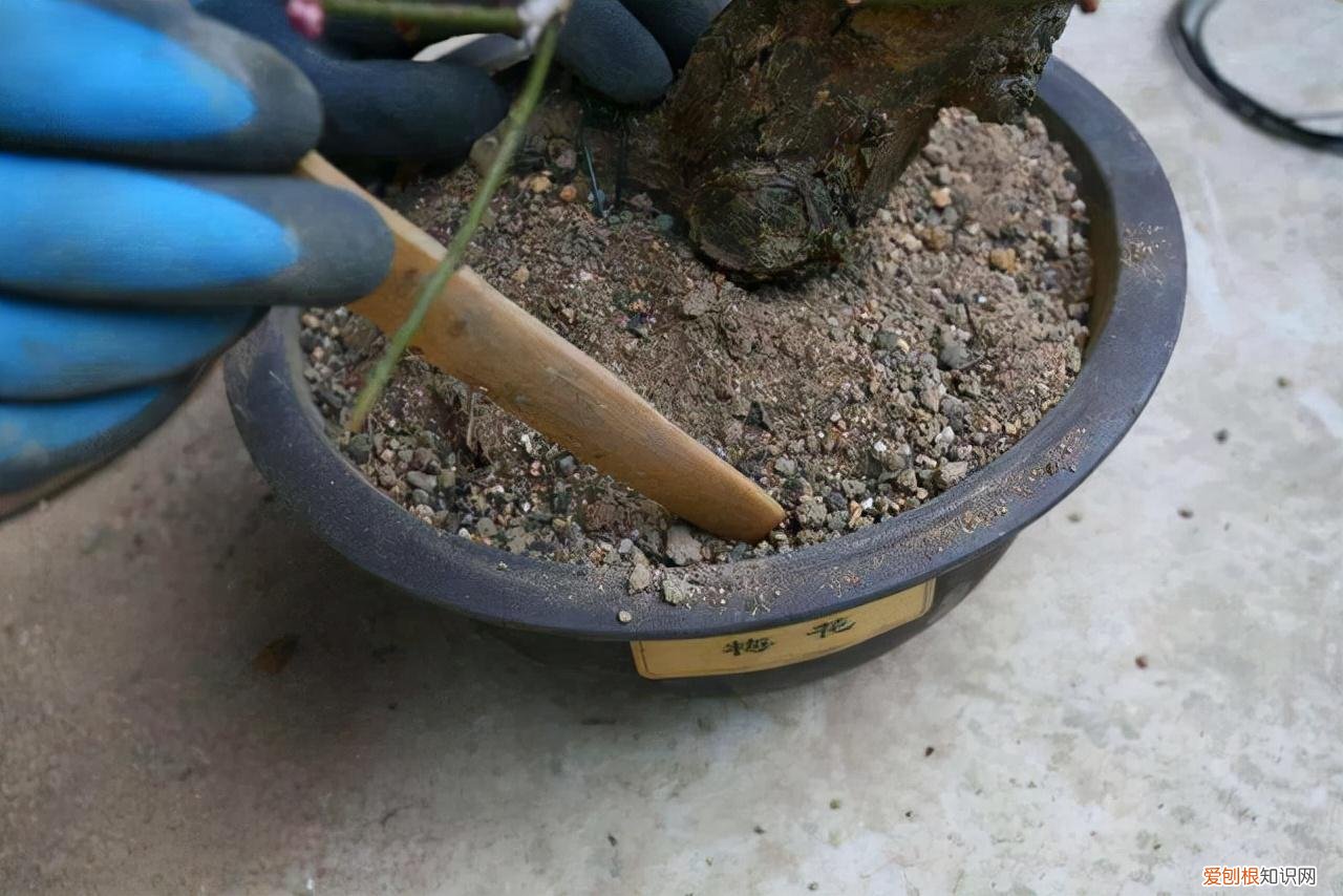 养花知识技巧，5个养花的基础技能，只有熟练的掌握和灵活的运用，才能养出好花