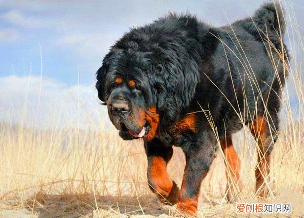 小藏獒喂养方法视频 小藏獒喂养方法