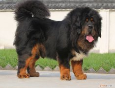 藏獒吃什么长得快些 藏獒吃什么长得快