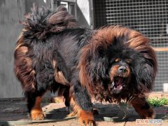 藏獒都吃啥 藏獒吃什么长毛