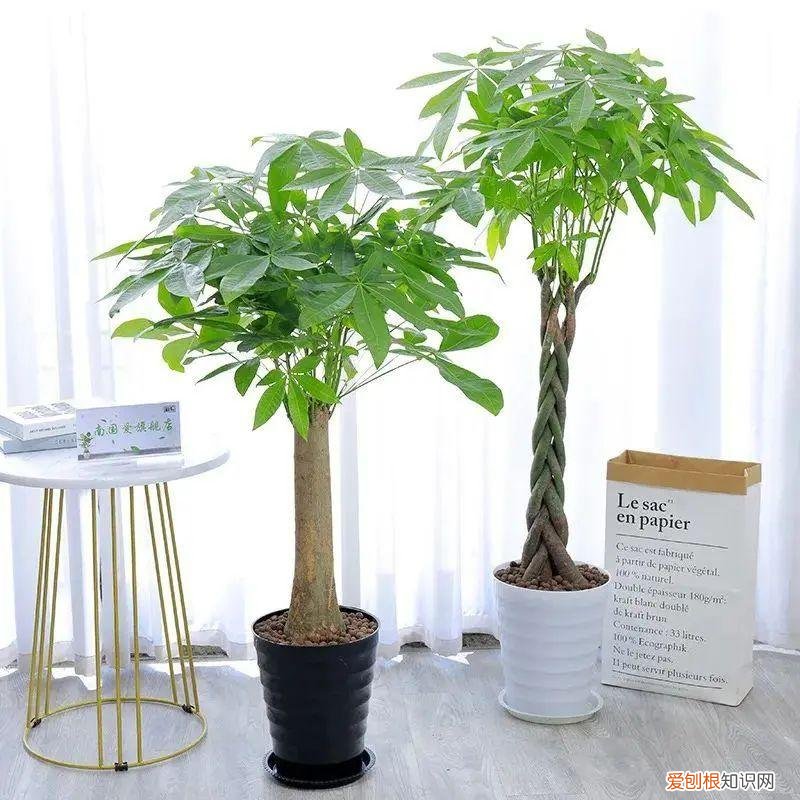 养花遛狗养鸟顺口溜大全，刚刚学养花？教你5句“顺口溜”，老花友的经验都在里面