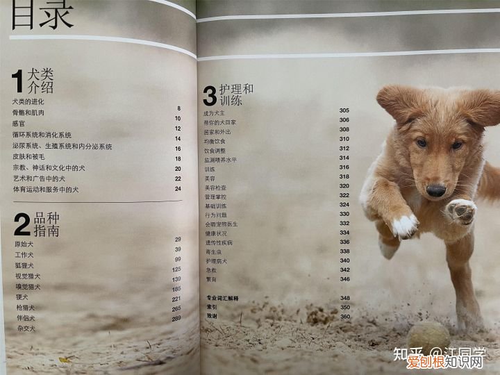 狗的基础知识，狗狗知识10个铲屎官有9个都答不对？你需要一本DK的《狗百科》！