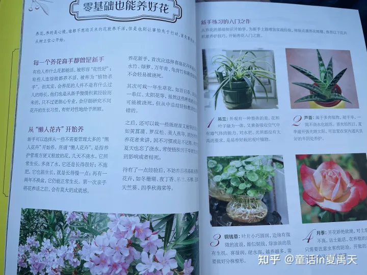 适合植物杀手养的花，拒做植物杀手，零基础学养花