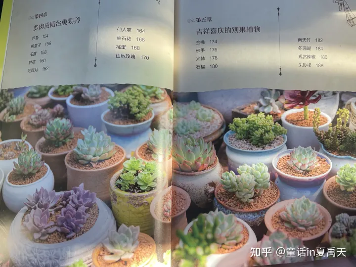 适合植物杀手养的花，拒做植物杀手，零基础学养花