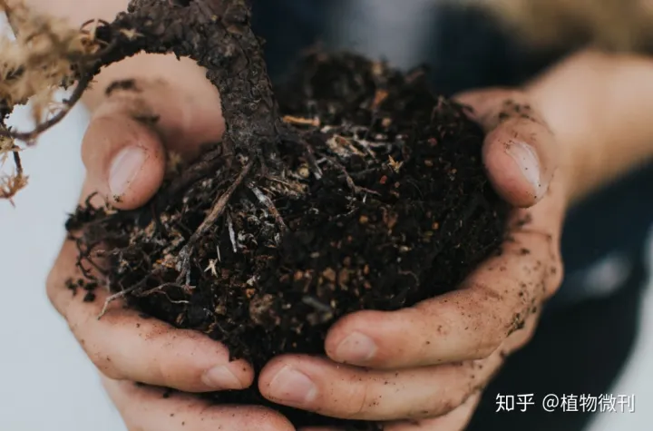 盆栽花肥怎么施法?，新手养花，入门攻略之施肥管理