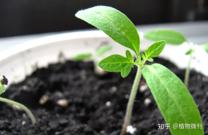 盆栽花肥怎么施法?，新手养花，入门攻略之施肥管理
