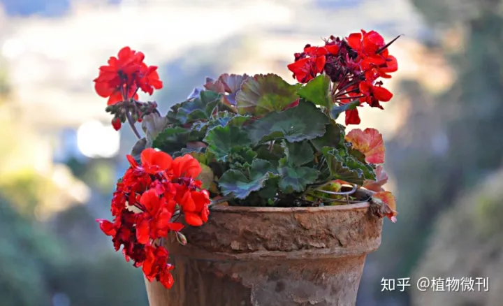 盆栽花肥怎么施法?，新手养花，入门攻略之施肥管理