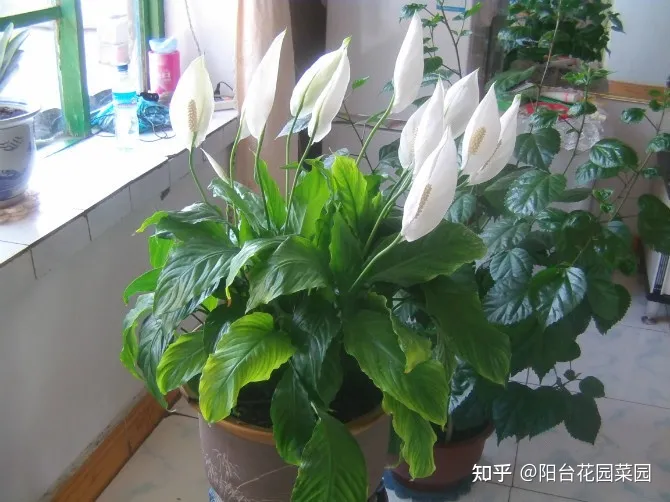 养花小知识，养花人的4个“基本常识”，一点做错了，养一盆死一盆
