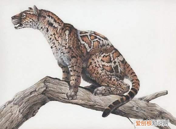 世界上一共有多少个品种的猫，史上最全猫咪品种，约二百种，从古至今