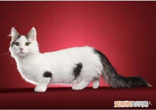 世界上一共有多少个品种的猫，史上最全猫咪品种，约二百种，从古至今