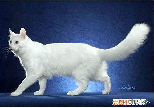 世界上一共有多少个品种的猫，史上最全猫咪品种，约二百种，从古至今