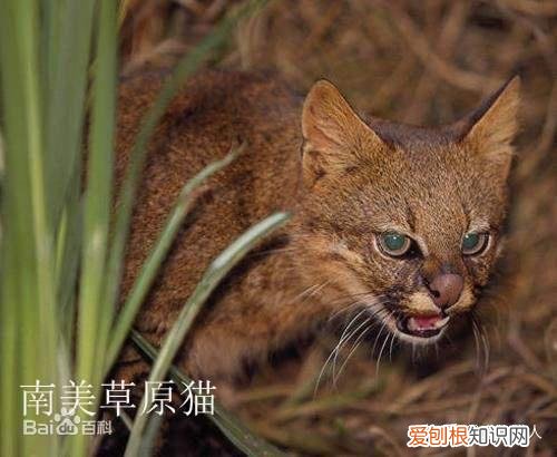 世界上一共有多少个品种的猫，史上最全猫咪品种，约二百种，从古至今