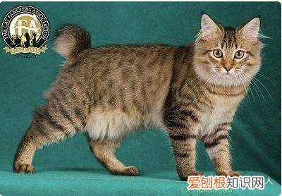 世界上一共有多少个品种的猫，史上最全猫咪品种，约二百种，从古至今