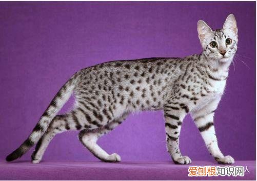 世界上一共有多少个品种的猫，史上最全猫咪品种，约二百种，从古至今