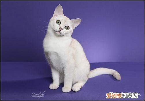 世界上一共有多少个品种的猫，史上最全猫咪品种，约二百种，从古至今