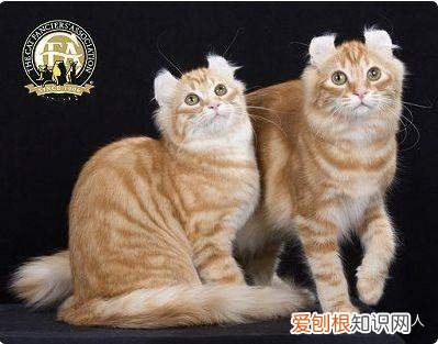 世界上一共有多少个品种的猫，史上最全猫咪品种，约二百种，从古至今