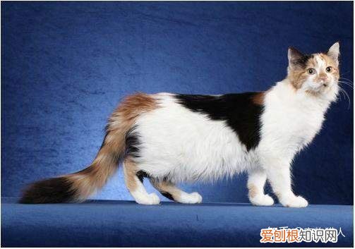 世界上一共有多少个品种的猫，史上最全猫咪品种，约二百种，从古至今