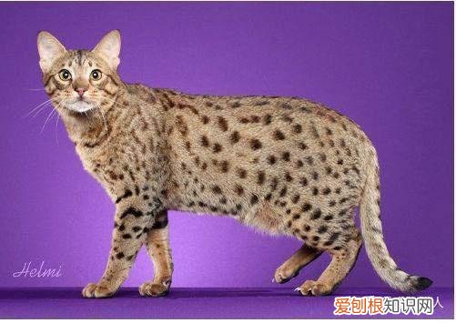 世界上一共有多少个品种的猫，史上最全猫咪品种，约二百种，从古至今