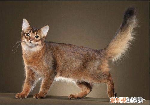 世界上一共有多少个品种的猫，史上最全猫咪品种，约二百种，从古至今