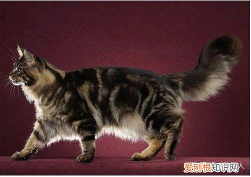 世界上一共有多少个品种的猫，史上最全猫咪品种，约二百种，从古至今