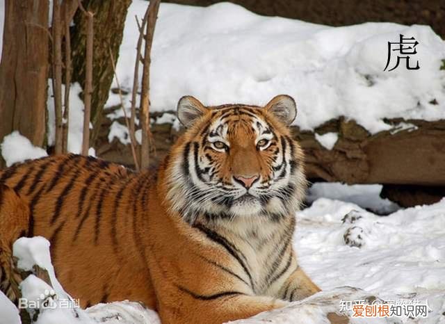 世界上一共有多少个品种的猫，史上最全猫咪品种，约二百种，从古至今