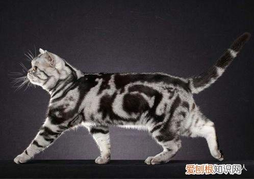 世界上一共有多少个品种的猫，史上最全猫咪品种，约二百种，从古至今