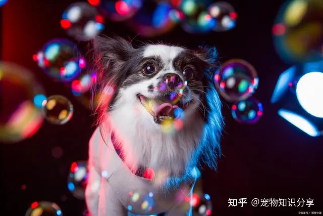 宠物狗品种大全 热门宠物排行,常见宠物犬20种,宠物狗品种大全!