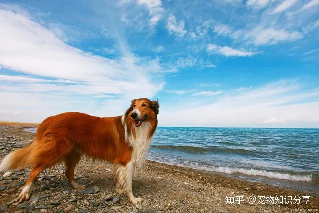 宠物狗品种大全 热门宠物排行,常见宠物犬20种,宠物狗品种大全!