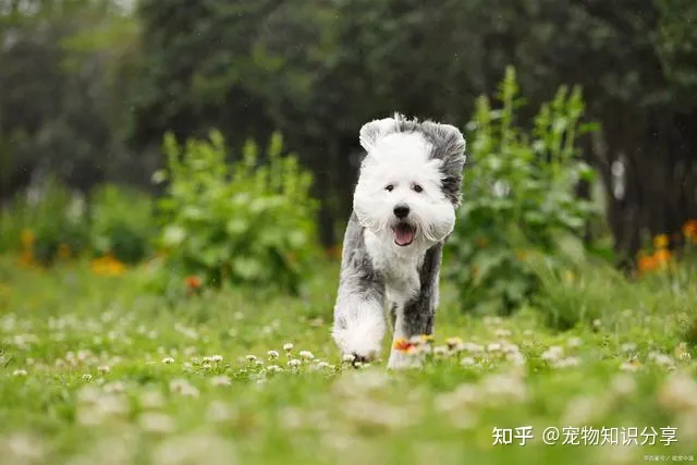 宠物狗品种大全 热门宠物排行,常见宠物犬20种,宠物狗品种大全!