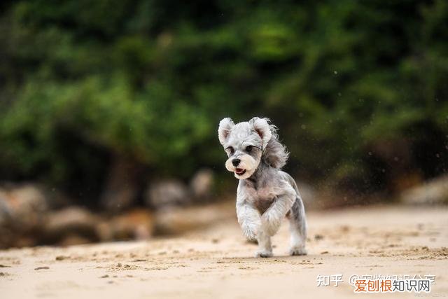 宠物狗品种大全 热门宠物排行,常见宠物犬20种,宠物狗品种大全!