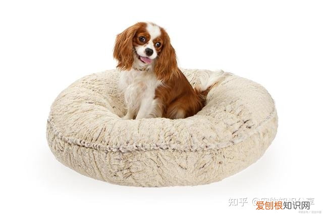 宠物狗品种大全 热门宠物排行,常见宠物犬20种,宠物狗品种大全!