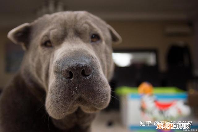 宠物狗品种大全 热门宠物排行,常见宠物犬20种,宠物狗品种大全!
