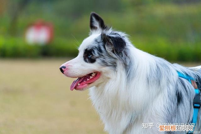宠物狗品种大全 热门宠物排行,常见宠物犬20种,宠物狗品种大全!