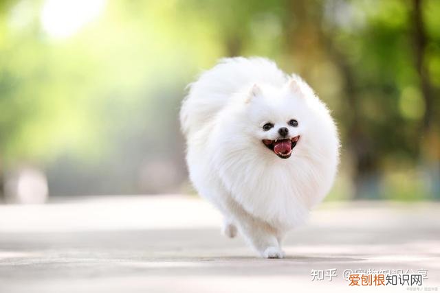 宠物狗品种大全 热门宠物排行,常见宠物犬20种,宠物狗品种大全!