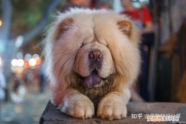 宠物狗品种大全 热门宠物排行,常见宠物犬20种,宠物狗品种大全!