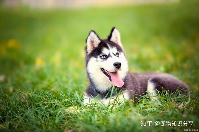 宠物狗品种大全 热门宠物排行,常见宠物犬20种,宠物狗品种大全!
