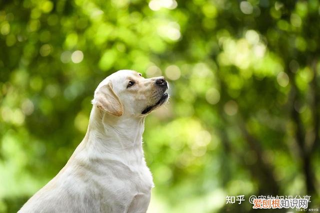 宠物狗品种大全 热门宠物排行,常见宠物犬20种,宠物狗品种大全!