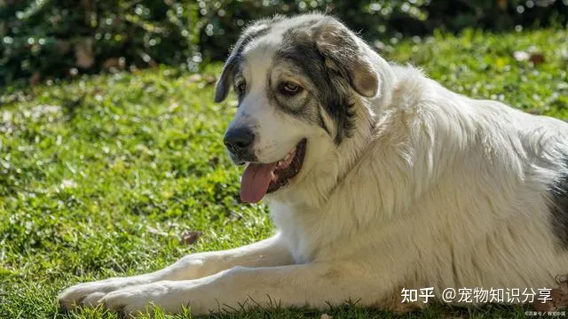 宠物狗品种大全 热门宠物排行,常见宠物犬20种,宠物狗品种大全!