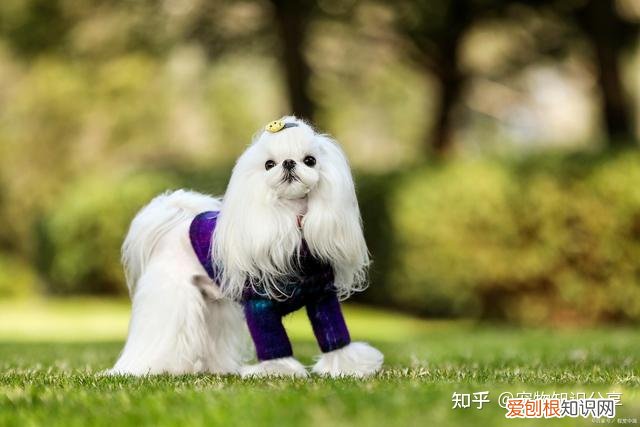 宠物狗品种大全 热门宠物排行,常见宠物犬20种,宠物狗品种大全!