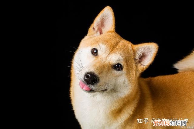 宠物狗品种大全 热门宠物排行,常见宠物犬20种,宠物狗品种大全!