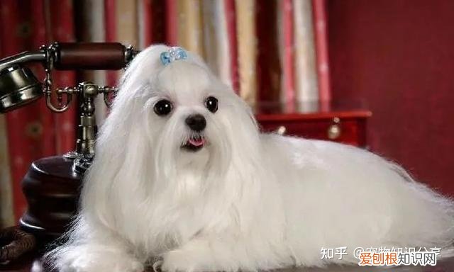 宠物狗品种大全 热门宠物排行,常见宠物犬20种,宠物狗品种大全!