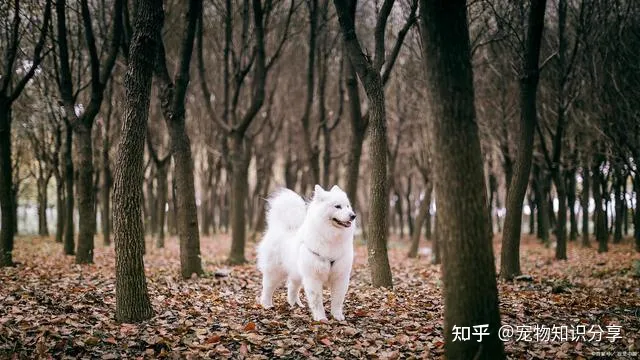 宠物狗品种大全 热门宠物排行,常见宠物犬20种,宠物狗品种大全!