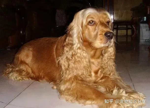 宠物狗品种大全 热门宠物排行,常见宠物犬20种,宠物狗品种大全!